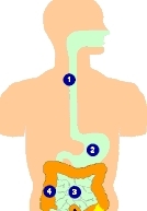 Osteoporosezentrum Dr. med. Radspieler München, Medikamente, Bisphosphonate